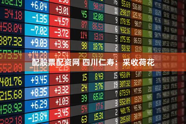 配股票配资网 四川仁寿：采收荷花